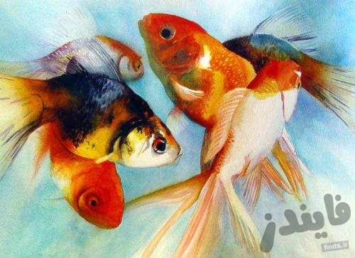 راهنمای خرید و نگهداری ماهی قرمز عید نوروز