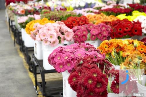 قیمت روز انواع گل و گیاه در بازار