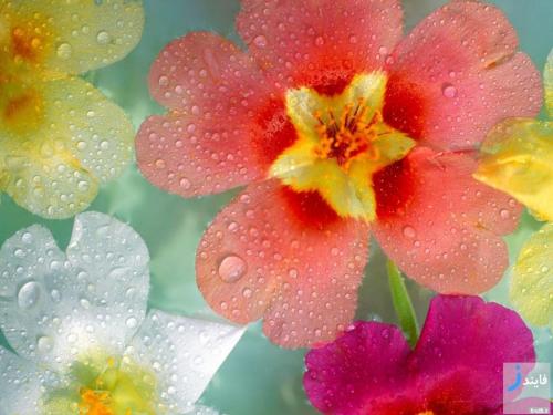 دانلود زیباترین تصاویر و wallpaper گل ها