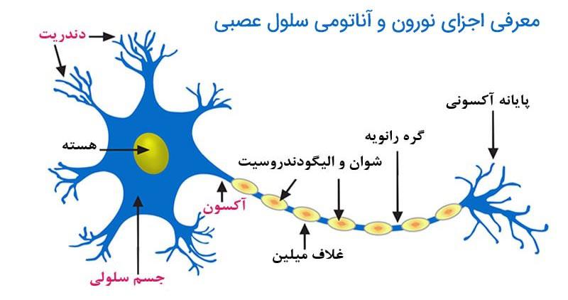 نورون و آناتومی سلول عصبی