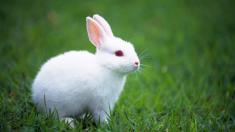 آلبوم عکس زیباترین خرگوش ها | والپیپر و تصاویر پس زمینه خرگوش