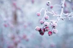 زیباترین عکس های پس زمینه از زمستان!
