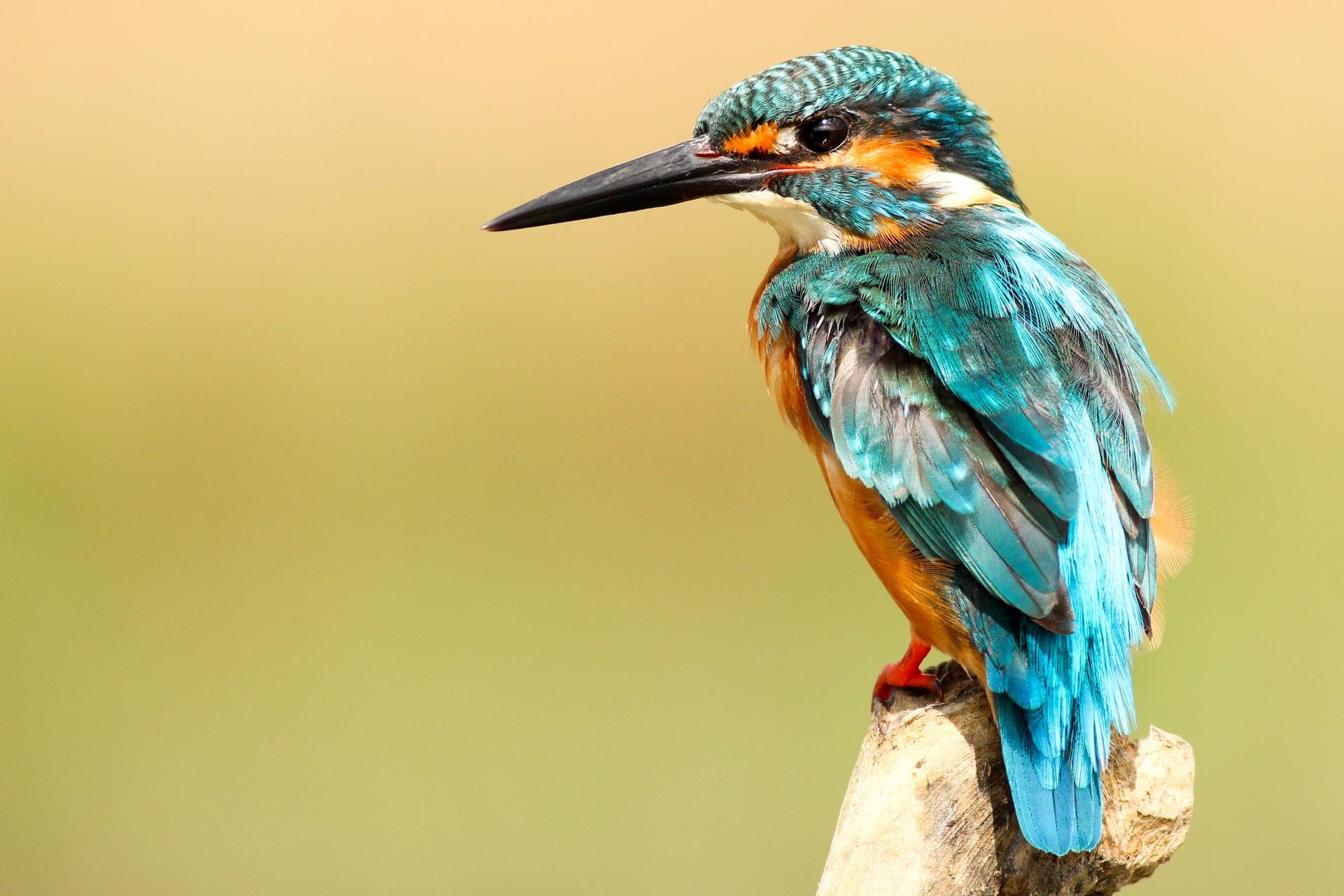 picture of kingfisher in flight outline picture of kingfisher