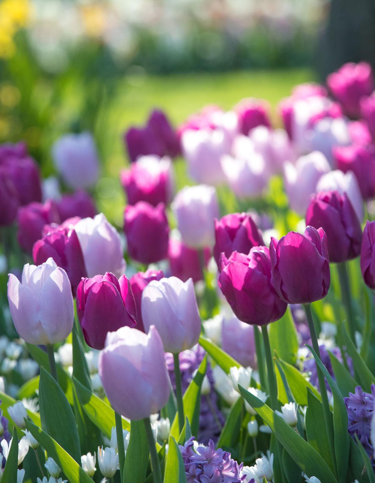 آلبوم عکس کوکنهوف، بزرگترین باغ گل دنیا در هلند #20