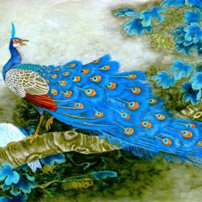 عکس پس زمینه طاووس زیبا