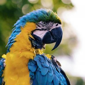 Macaw parrot Photo by Andrew Pons