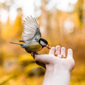 Bird on a hand Photo by Taneli Lahtinen