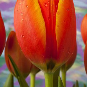 پس زمینه گل لاله برای گوشی | Orange Tulip Close Up