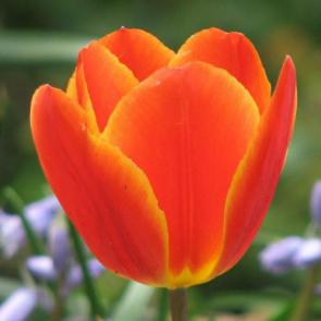 پس زمینه گل لاله نارنجی برای موبایل | Tulip Orange