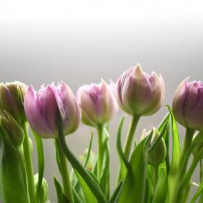 pink tulips with green leaves photo Photo by Gábor Szűts