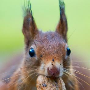 تصاویر بامزه از سنجاب ها