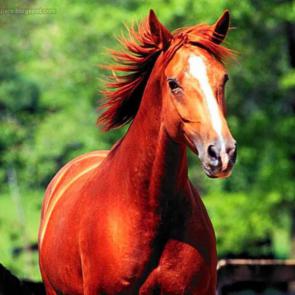 اسب زیبا 33#