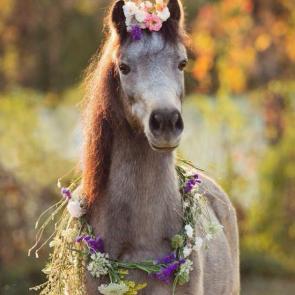 بکگراند اسب زیبا برای گوشی