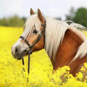زبیاترین اسب های جهان 40#