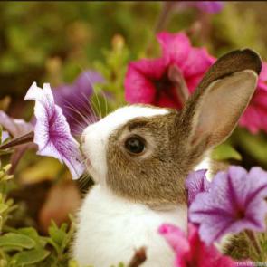 عکس خرگوش های خوشگل و بامزه