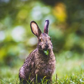 خرگوش خوشگل 3# | Photo by James Hammond