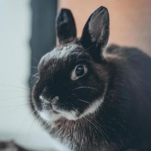 خرگوش خوشگل 4# | Photo by Ingmar