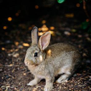 خرگوش خوشگل 6# | Photo by Melissa Keizer