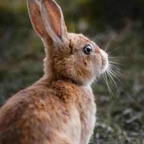 خرگوش خوشگل 7# | Photo by Tolga Ahmetle