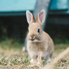 خرگوش خوشگل 8# | Photo by Daniel McCarthy