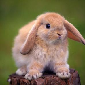 خرگوش خوشگل 15#