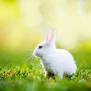 خرگوش خوشگل 17#
