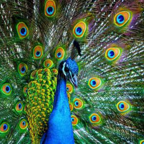 آلبوم عکس طاووس | تصاویر پس زمینه طاوس ها