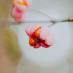 Photo by Katarzyna Pracuch Beautiful pink flower with white blurry background and sunny bokeh 