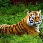 تصویر زمینه ببر 8# | Amur Tigers 