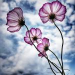 A beautiful cosmos flowers against sky! Photo by KS KYUNG on Unsplash