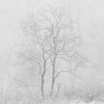 عکس پس زمینه زمستان | Photo by Ryan Tasto on Unsplash