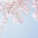 پس زمینه فصل بهار برای گوشی | Photo by TOMOKO UJ