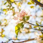 عکس گل و شکوفه های بهاری | Photo by Cüneyt YILDIRIM