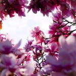 عکس شکوفه های بهاری | Wilhelma, Stuttgart, Germany | Photo by Maurits Bausenhart