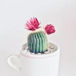 Kaya Cactus Photo by Stephanie Harvey on Unsplash 