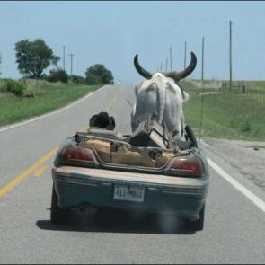 Very Funny Cow Cart Pictures
