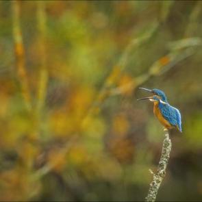 photo by Philip Selby
location: Kingfisher, Cotswold Water Park, Wiltshire