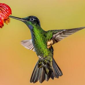 پرنده Buff-winged cinclodes ، این پرنده بیشتر در مناطق آمریکای جنوبی زندگی می کند - عکس از Andy Morffew