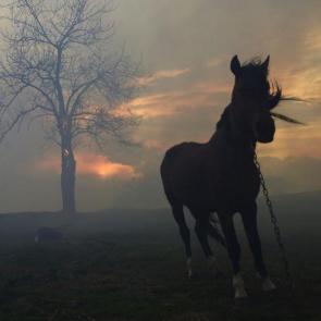 اسبی جامانده در آتش سوزی جنگل Viernoles در شمال اسپانیا / Pedro Puente Hoyos/EPA