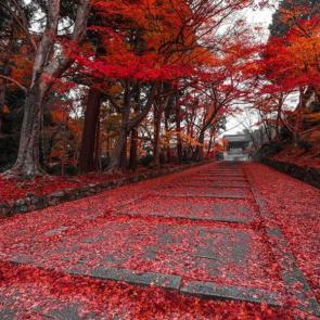 kyoto beautiful scenes #3