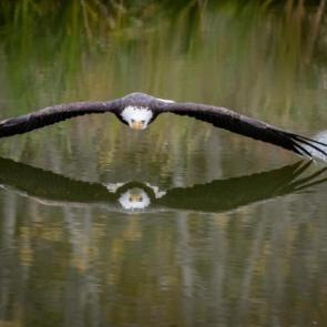پرواز عقاب بروی دریاچه ای در کانادا