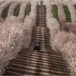 تراکتوری در میان مزارع بادام, کالیفرنیا