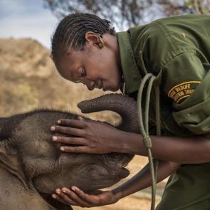 Warriors Who Once Feared Elephants Now Protect Them by Ami Vitale. Nominee, Nature stories. Orphaned and abandoned elephant calves are rehabilitated and returned to the wild, at the community-owned Reteti Elephant Sanctuary in northern Kenya.