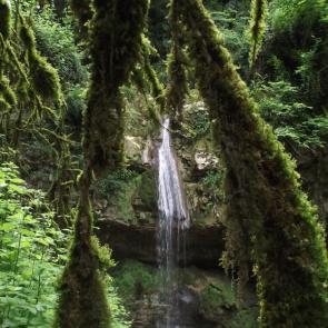تصاویر جنگل های انجیلی و آبشار ولیلا زیراب (آبشار ولیلا) #3<br />
عکاس : محمدرضا مقیمی