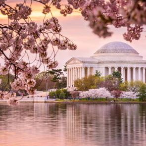 آلبوم عکس شکوفه‌های درخت‌های گیلاس شهر واشنگتن #1