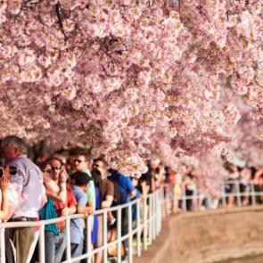 آلبوم عکس شکوفه‌های درخت‌های گیلاس شهر واشنگتن #2