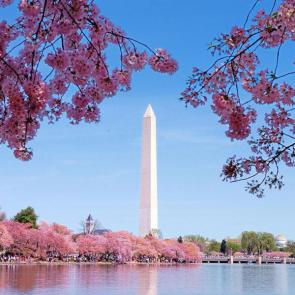 آلبوم عکس شکوفه‌های درخت‌های گیلاس شهر واشنگتن #4