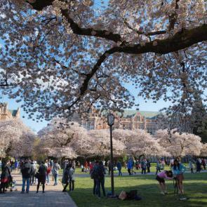 آلبوم عکس شکوفه‌های درخت‌های گیلاس شهر واشنگتن #5