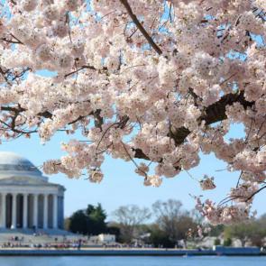 آلبوم عکس شکوفه‌های درخت‌های گیلاس شهر واشنگتن #7