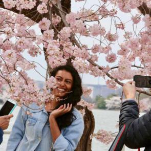 آلبوم عکس شکوفه‌های درخت‌های گیلاس شهر واشنگتن #8